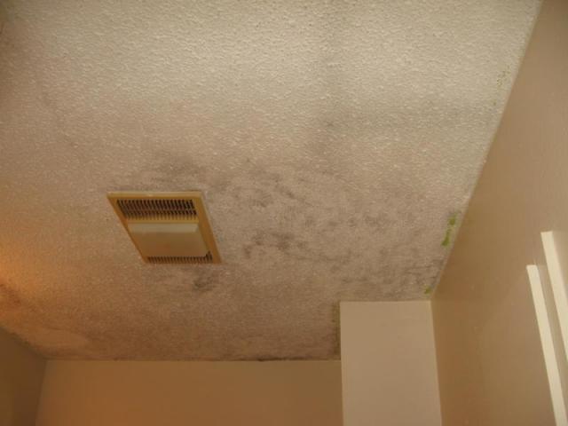 Mold on ceiling