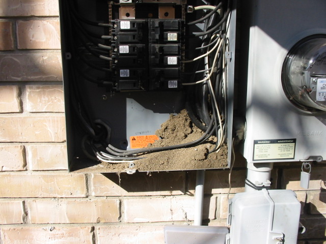 Ants in electrical panel