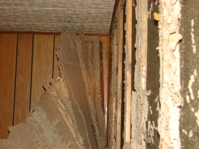 Termite damage