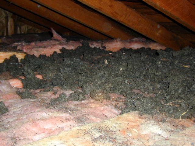 Pests in attic